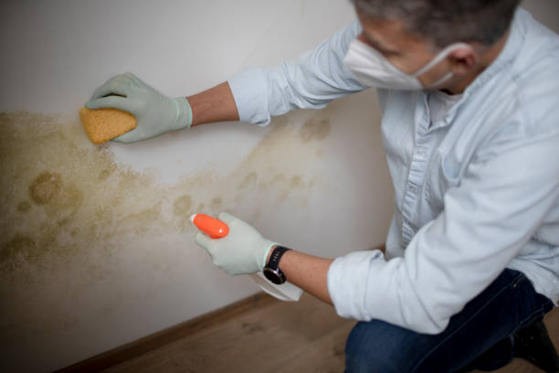 Grosse Pointe Woods, MI Mold Removal Company