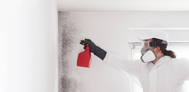 Best Mold Testing  in Grosse Pointe Woods, MI