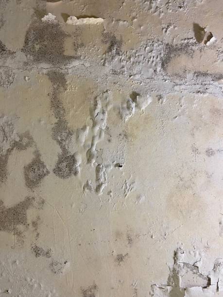 Grosse Pointe Woods, MI Mold Removal Company