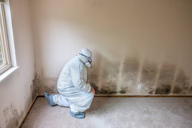 Best Emergency Mold Removal  in Grosse Pointe Woods, MI