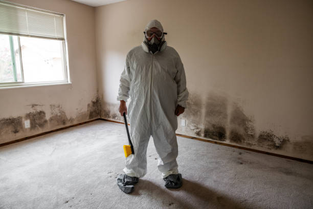 Mold Removal and Inspection in Grosse Pointe Woods, MI