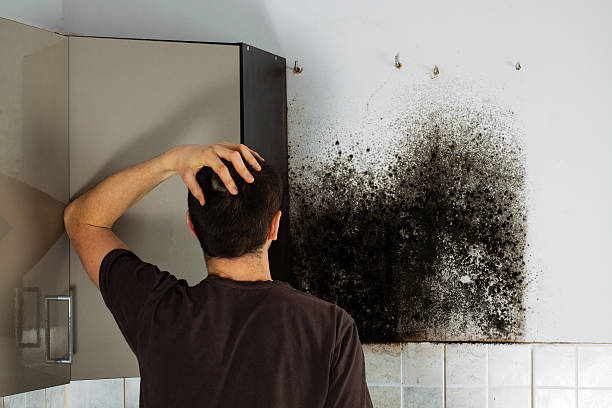 Best Home Mold Removal  in Grosse Pointe Woods, MI