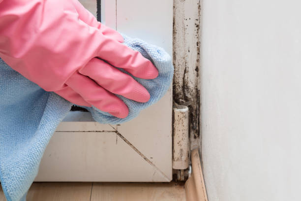 Best Affordable Mold Removal  in Grosse Pointe Woods, MI