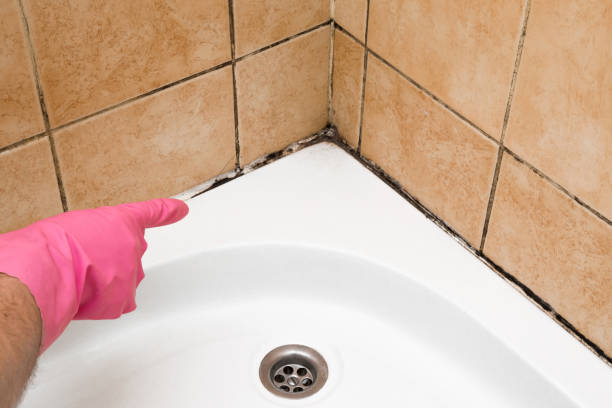 Best Attic Mold Removal  in Grosse Pointe Woods, MI